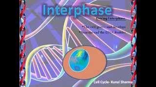 Cell Cycle  PowerPoint Animated Walk through of a Cell in the Stages of Cell Division [upl. by Nyliuqcaj89]