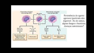 Patologia  Inflamação Aguda Crônica e Reparo Tecidual parte 2 [upl. by Fafa266]