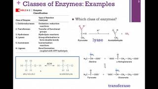 035Classifying amp Naming Enzymes [upl. by Ahsiener]