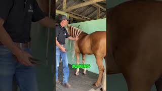 His Horses Hair Helps Cancer Patients [upl. by Ynos]