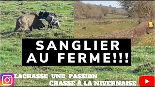 SANGLIER AU FERME [upl. by Eseryt]