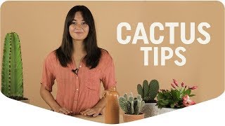 Cactus interieur en verzorgingstips [upl. by Aramat]