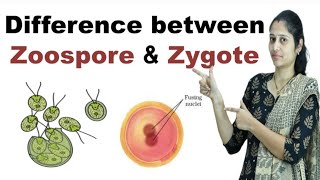 Difference between Zoospore and Zygote in Hindi [upl. by Auos]