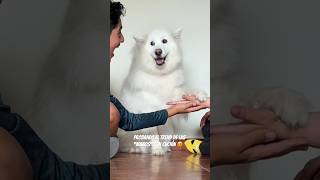 El consentido trendingvideo dogs perritos dogsshorts [upl. by Olag]