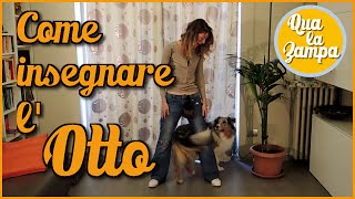 Come insegnare lOTTO  Addestramento Educazione cani n° 14  Qua la Zampa [upl. by Nedla]