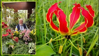 GLORIOSA  UNE FLAMBOYANTE FLEUR GRIMPANTE POUR EMBELLIR VOTRE ÉTÉ Le Quotidien du Jardin N°361 [upl. by Parnas177]