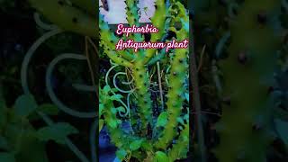 Euphorbia antiquorum plants 🌱🌱 nature relaxing homegardingshots [upl. by Oknuj]