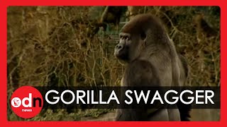 Gorilla learns to swagger like a man [upl. by Svetlana]