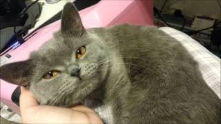 Cute British Shorthair Cat talking [upl. by Asiluy958]