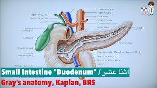 Small Intestine quotDuodenumquot Anatomy 78 [upl. by Cheyne]