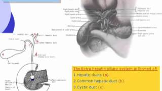 48 Abdomen Extrahepatic biliary system [upl. by Armalla]