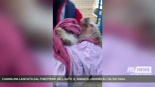 CAGNOLINA LANCIATA DAL FINESTRINO DELLAUTO IL SINDACO «IGNOBILE»  16032024 [upl. by Humph]