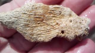 fossil tabulate coral Devonian period Nov 4 2019 [upl. by Cristabel778]