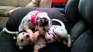 Dalmatian puppies play fighting [upl. by Rehpatsirhc211]