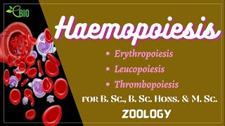 Haemopoiesis II Mammalian Physiology II B Sc B Sc hons M Sc II Zoology [upl. by Wightman]