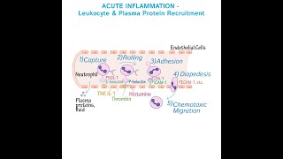 Steps of Acute Inflammation part 2  Pathology  Physio Class [upl. by Essirehs]