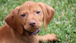 Funny Hungarian Vizsla Puppy [upl. by Angadreme]