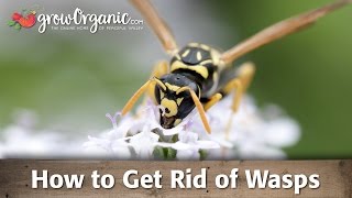 How to Get Rid of Wasps [upl. by Ahsrop]