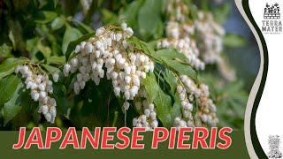 Japanese Pieris Pieris japonica Care Guide and Tips 🌿🌸 [upl. by Meehahs]