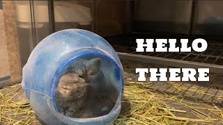 Cute Chinchilla enjoying her dustbath💕 [upl. by Pennington]