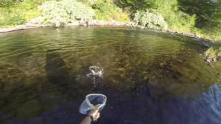 Willowemoc Creek  Brown trout on a dry fly [upl. by Aihc]