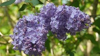 Gemeiner Flieder Syringa vulgaris blau [upl. by Esiled]