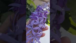 Petrea volubilis petreavolubilis flowers beautifulflower [upl. by Bonnee742]