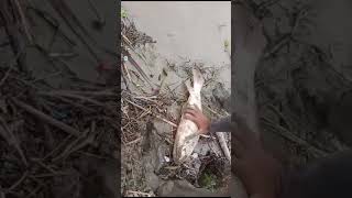 Unique Hook Fishing Technique  Hunting Big Fish By Hook in River  River Fishing [upl. by Padraig179]