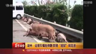 豚を運送するトラックが高速道路で横転事故＝中国 [upl. by Rivers]