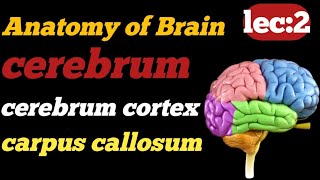 Anatomy of brain  cerebrum function and anatomy  3d anatomy  Technologisttalk804  cerebral cortex [upl. by Northey]