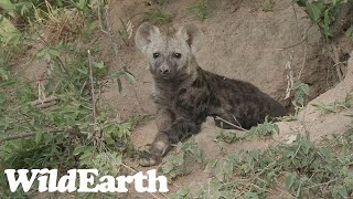 WildEarth  Sunset Safari  14 November 2023 [upl. by Sirad946]