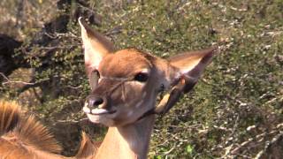 Oxpecker earrings in the Kruger [upl. by Gary]