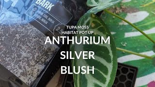 Anthurium Silver Blush Pot up  Tupa Moss Wall Planter [upl. by Esyak]