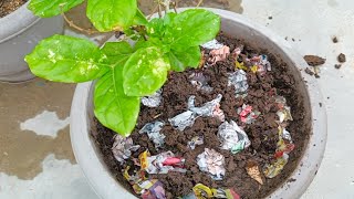 10 solutions to Save overwatered Plants जरूरत से अधिक पानी मिलने पर पौधो को बचाने के 10 तरीके [upl. by Ecydnarb]