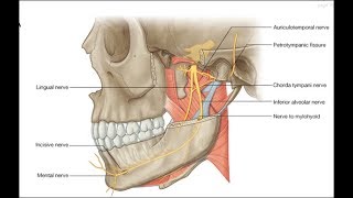 Lateral pterygoid inferior head exercise [upl. by Adierf284]