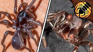 NEW Funnelweb Spider Discovered [upl. by Inalaek271]