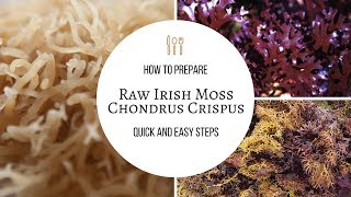 How to Prepare Raw Sea Moss for Smoothies Soups Facial Creams and More [upl. by Friedberg]