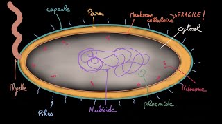 Antibiotiques  Ep 1  Les bactéries  Docteur Synapse [upl. by Yerdua]