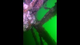 Long Island Shipwreck Diving Seabass Blackfish Bergalls [upl. by Aicats]