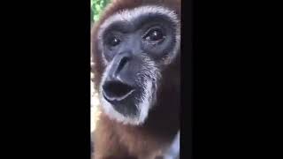 Monkey appears spins and then screams [upl. by Radcliffe]