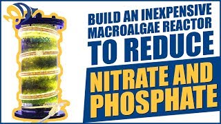 Build an inexpensive Macroalgae Reactor to reduce Nitrate and Phosphate [upl. by Yanaj784]