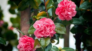 Las camelias y sus cuidados todo lo que necesitas saber  Bricomanía  Jardinatis [upl. by Brightman]