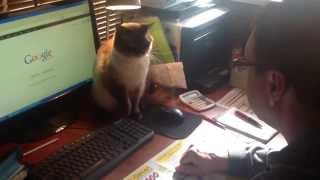 Crazy cat fights for computer mouse [upl. by Adiazteb]