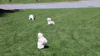 Maltese Puppies For Sale [upl. by Michaela501]