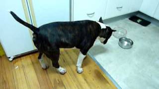 Bull Terrier Trancing  Funny [upl. by Cristoforo216]