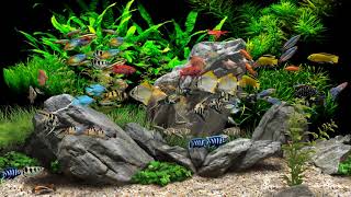 Dream Aquarium  2 Hours  8 Tanks 4K [upl. by Legin]