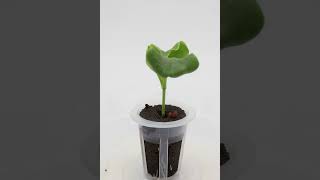 Sprouting and withering radish in tiny pot owngrownplants  18d in 16s gardening sprouts plants [upl. by Adamok]