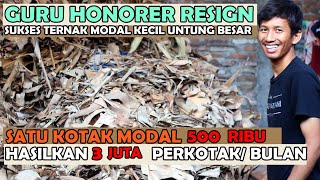 Eks Guru Honorer SuksesTernak Jangkrik  Modal Kecil Untung Besar Cepat Panen [upl. by Ko]