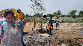 Varieties Of Tree Have Been Planted Inside The New Aviary [upl. by Nwahsud]