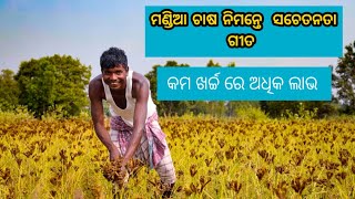 asa asa kariba mandia chasa awareness song on millet cultivationmandia chas odishamilletmiaaion [upl. by Ynitsed968]